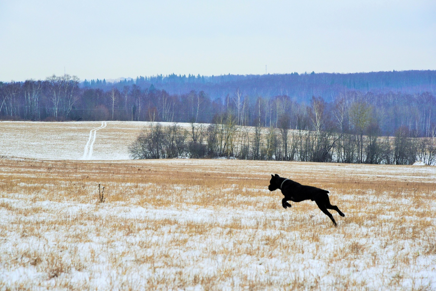 Охота за мышами ...
