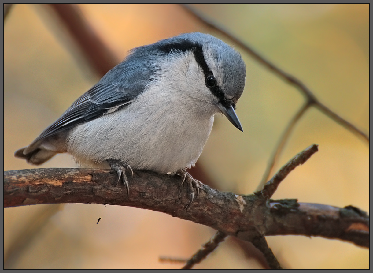- Да когда же эта ненасытная белка лопнет от обжорства?!!!