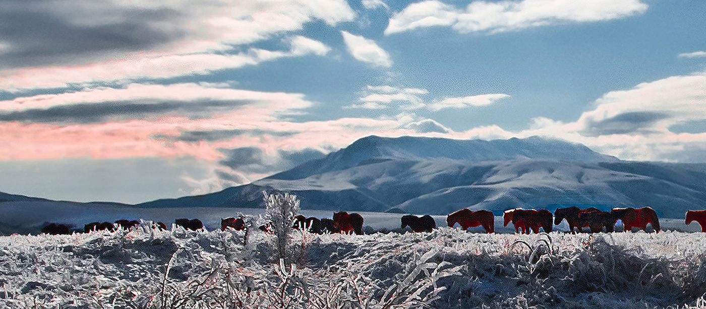 Зимний этюд с табуном