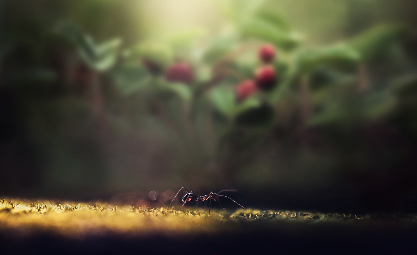 Жил да был...