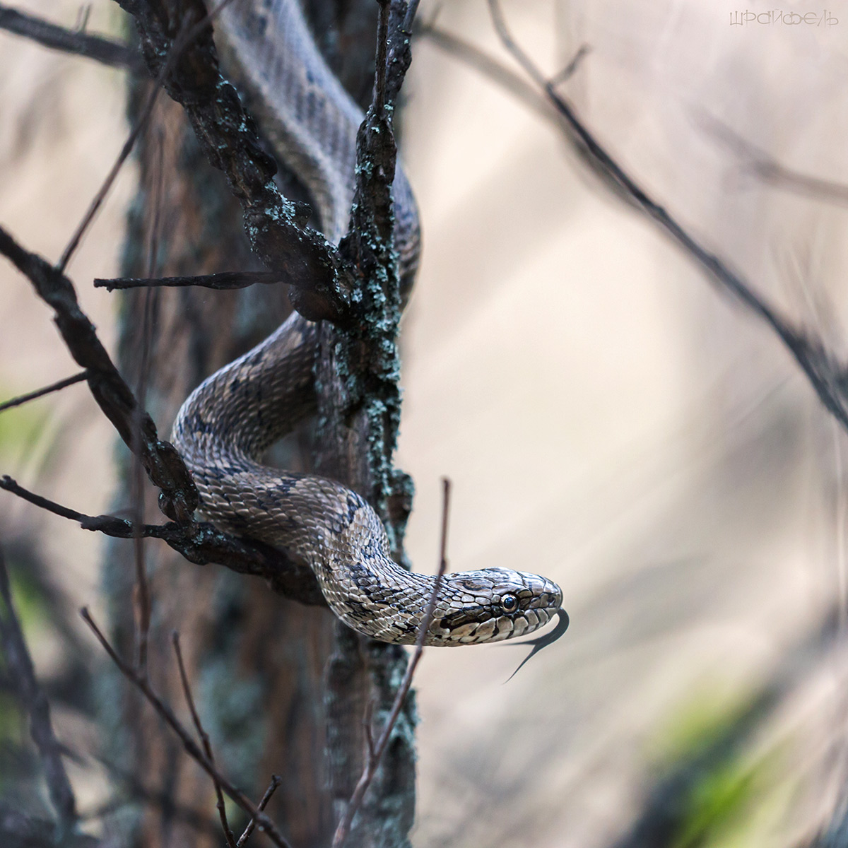 Вот кто-то с дерева спустился...