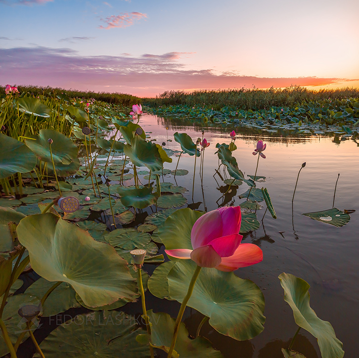 Лотосовый рассвет