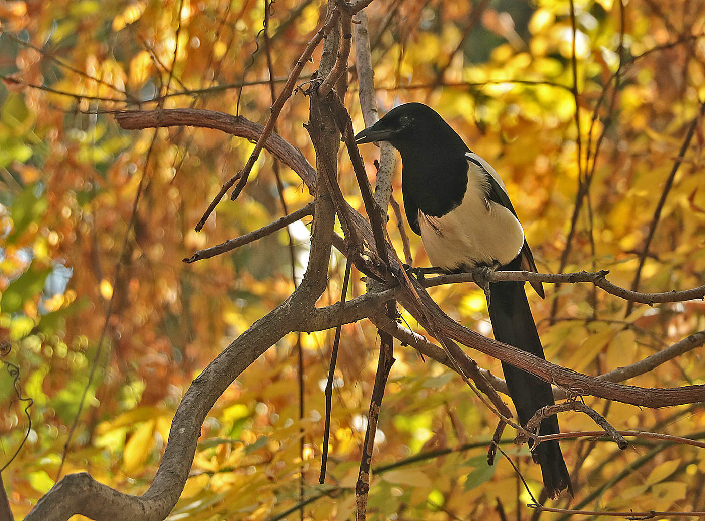 Осенняя сорока