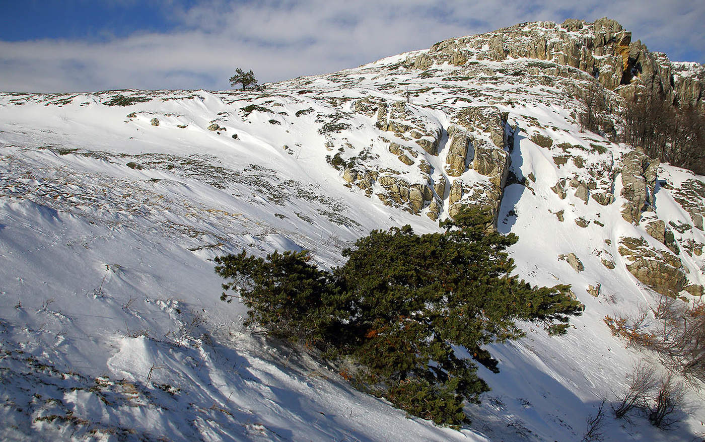 Сосны Чатыр-Дага