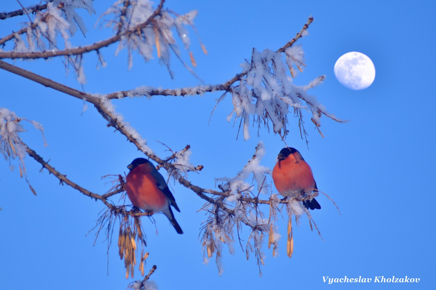 Снегири зимой