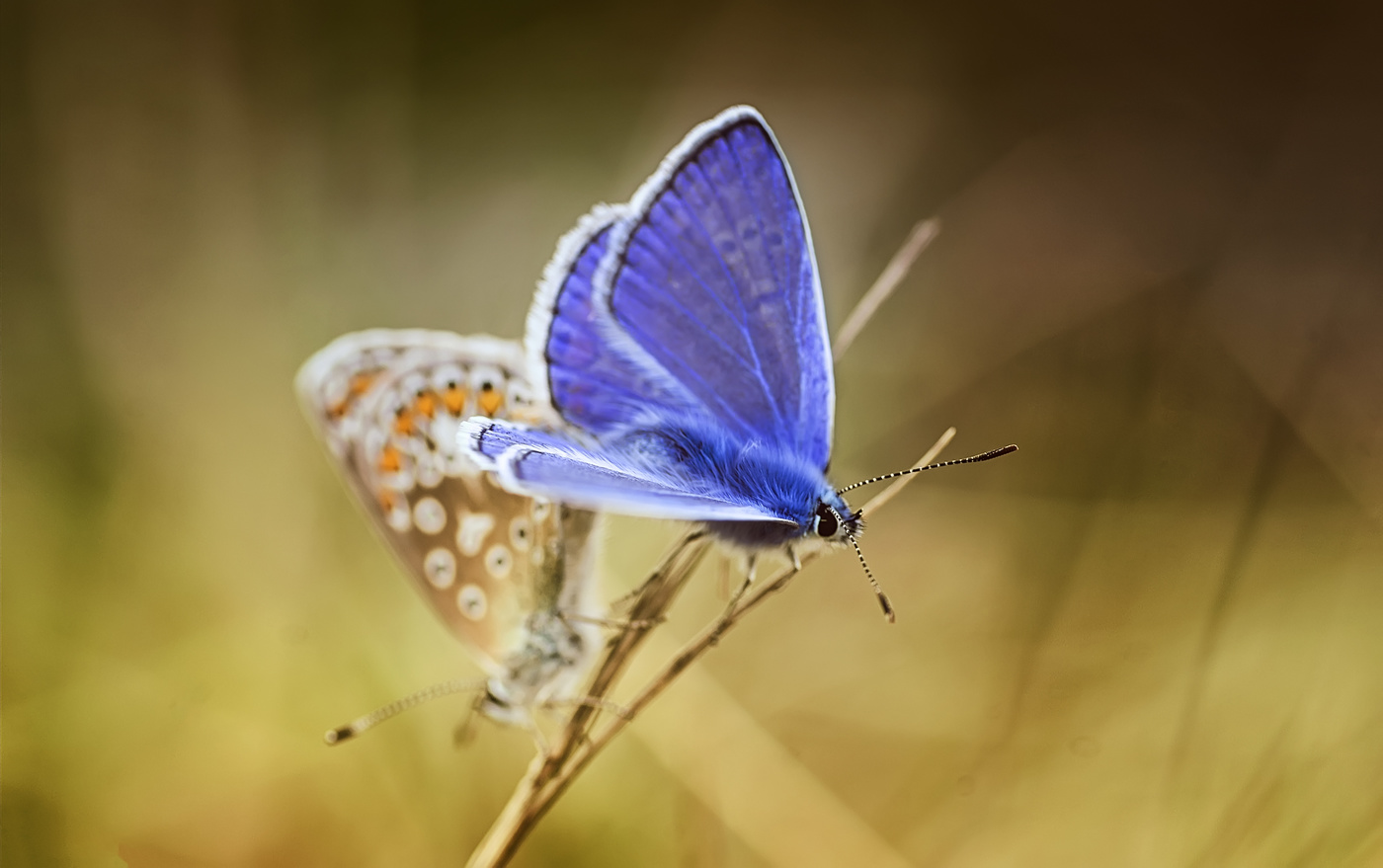 Голубянка красивая, Колечко..