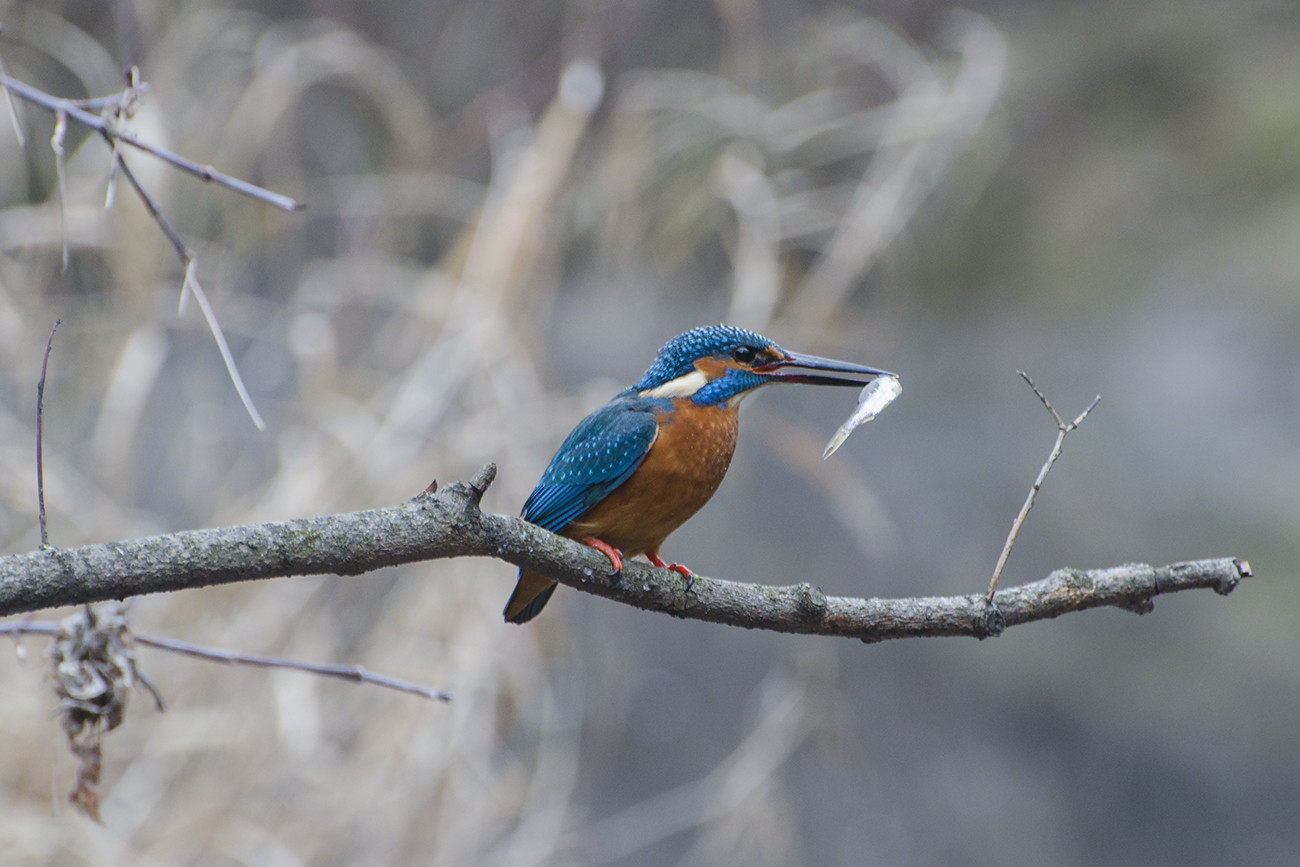 Завтрак зимородка