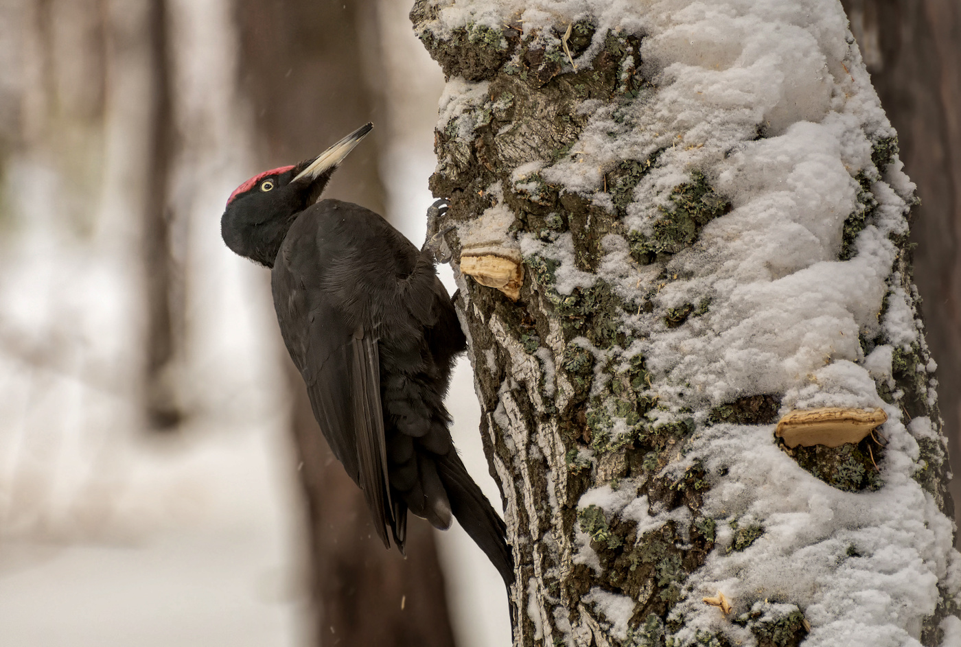 Желна - большой чёрный дятел.