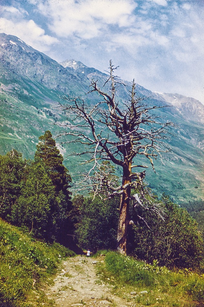 СУХОЕ ДЕРЕВО