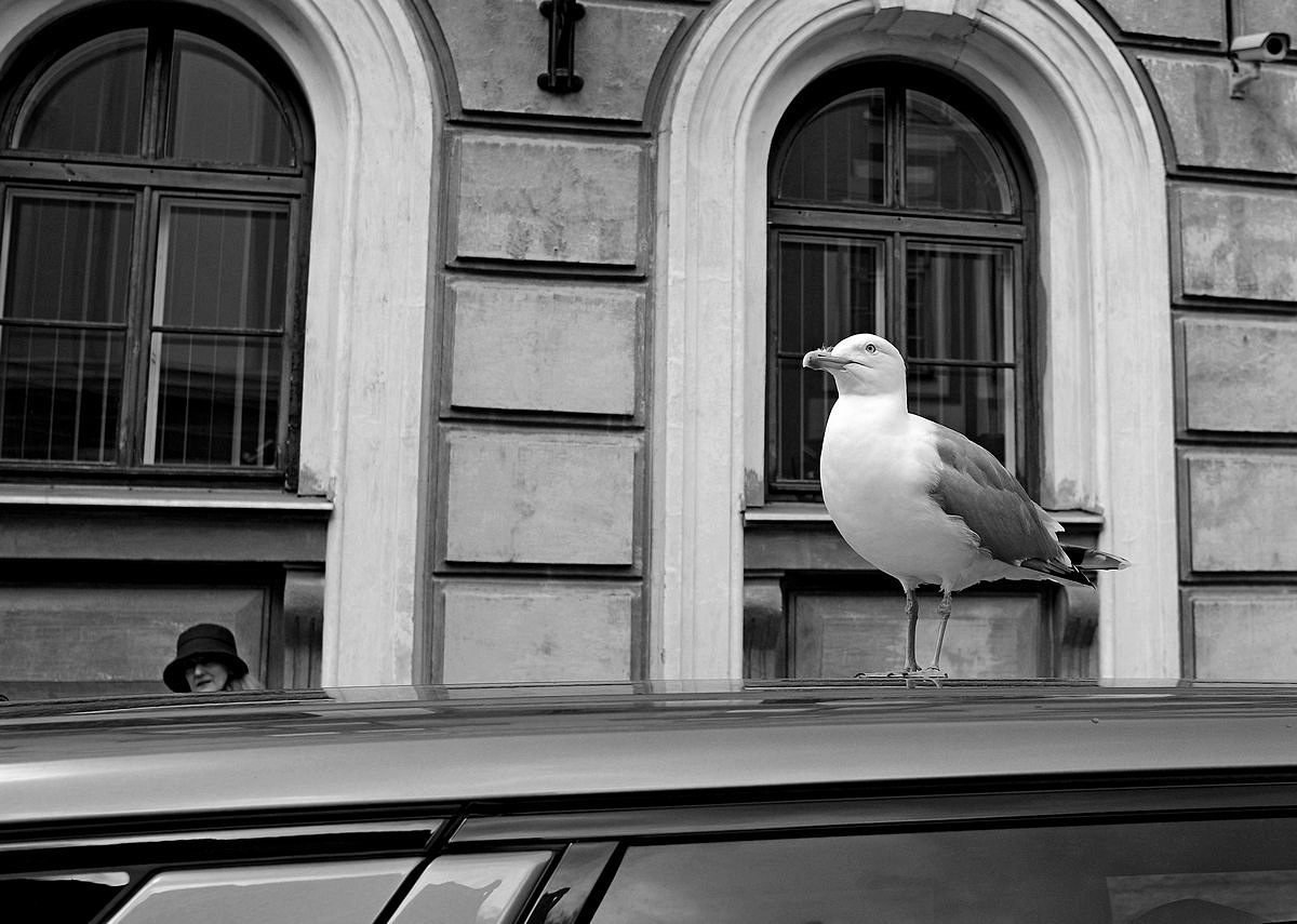 Городские жители