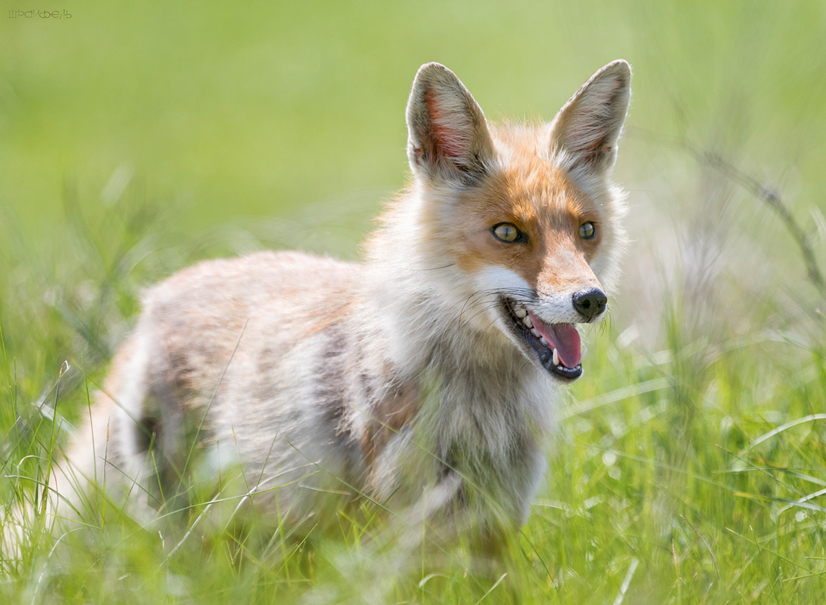 На ловца и зверь бежит