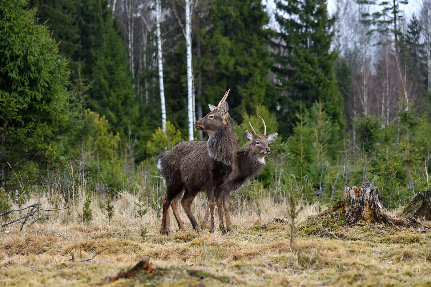 где же снег...