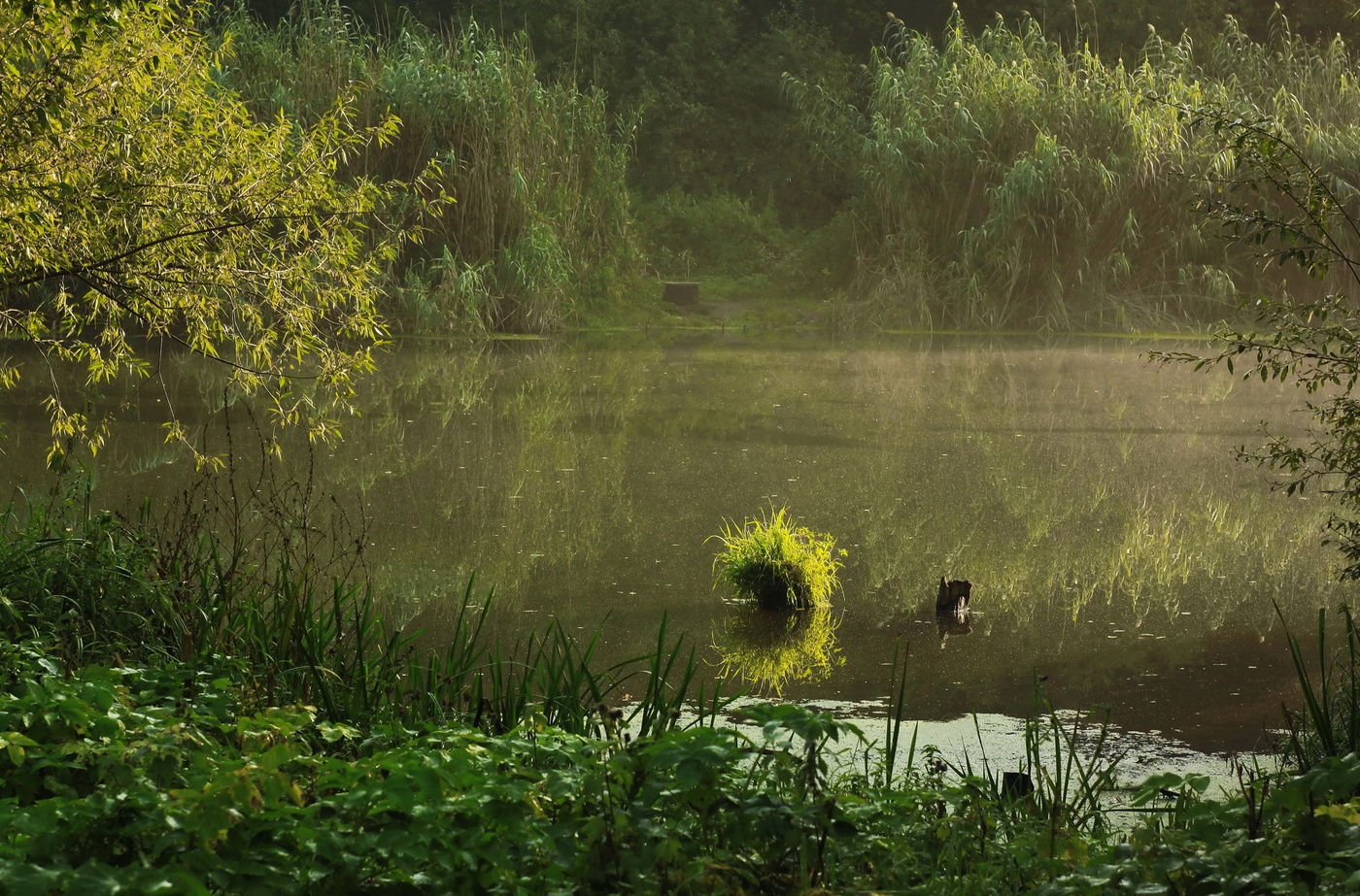 пень лохматый