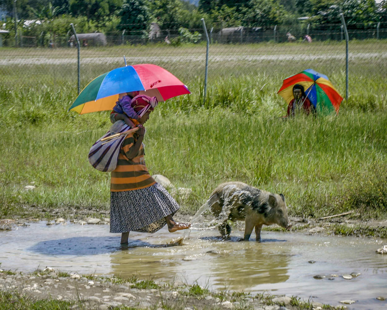 Купание серенького поросёнка