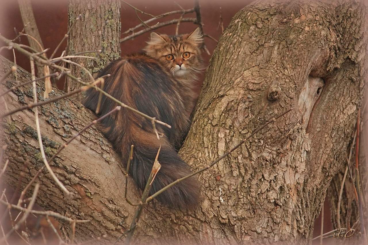 маскировка...