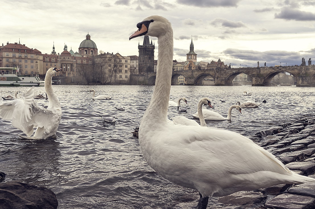 Хозяин Праги