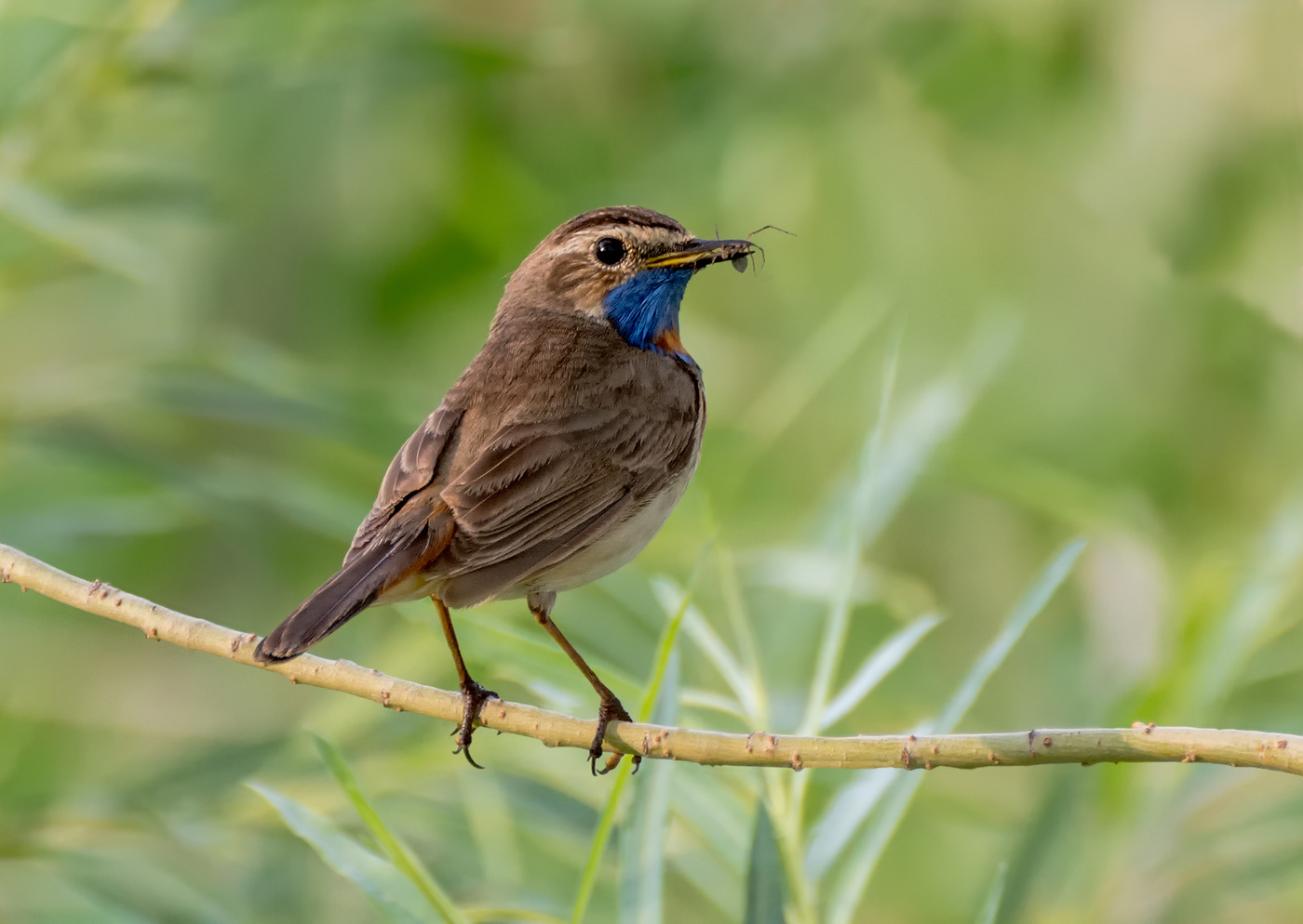 Варакушка.. (самец).