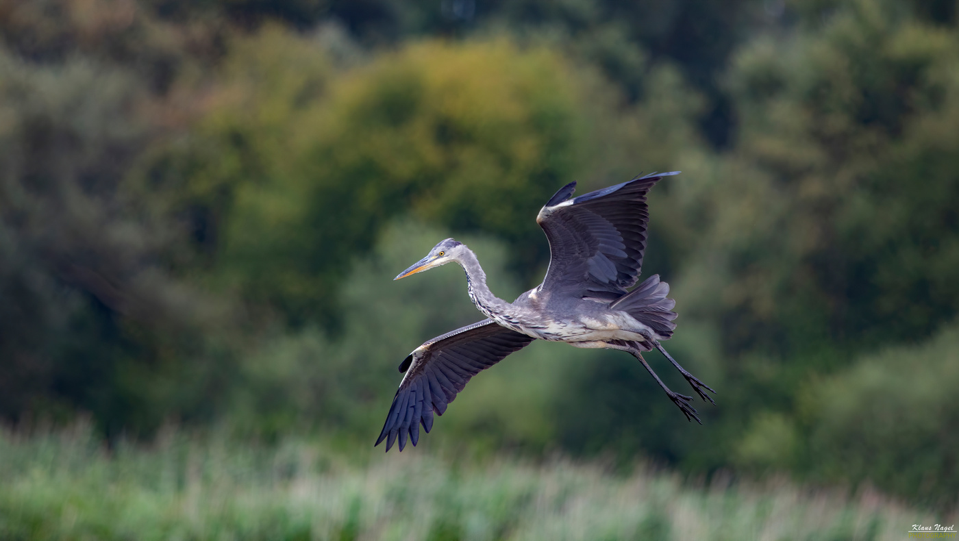 Grey Heron in flight