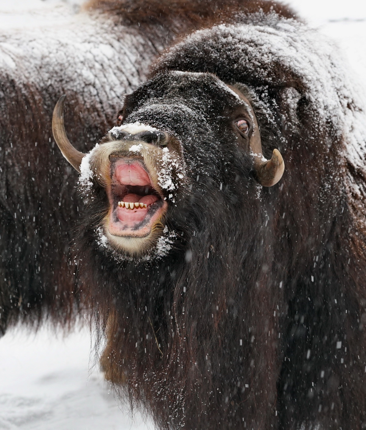 Эмоциональный портрет.