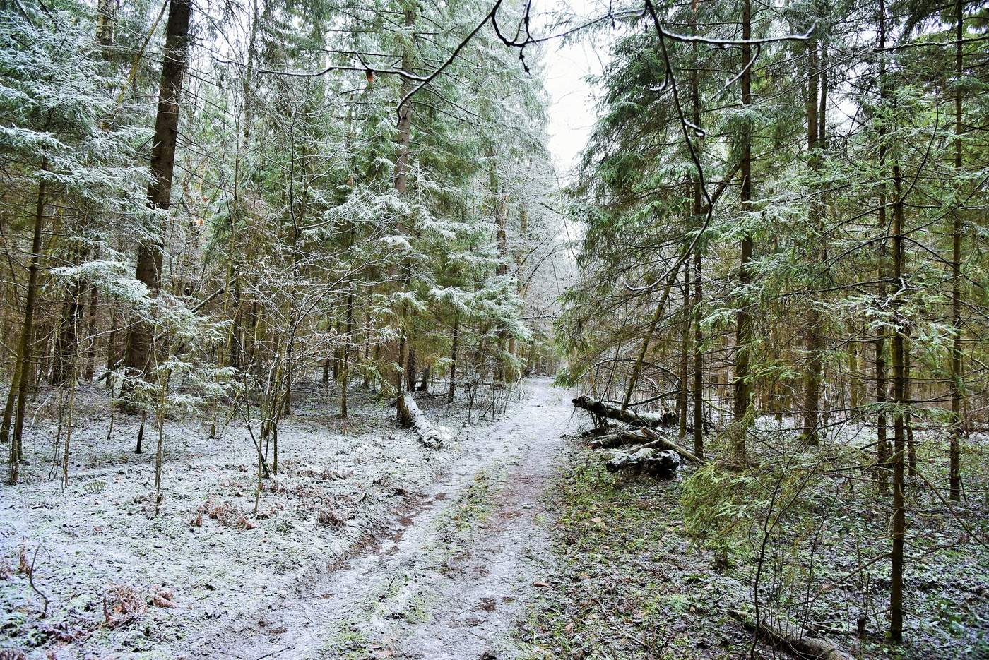 "Стоит, стыдясь, зима у входа ..."