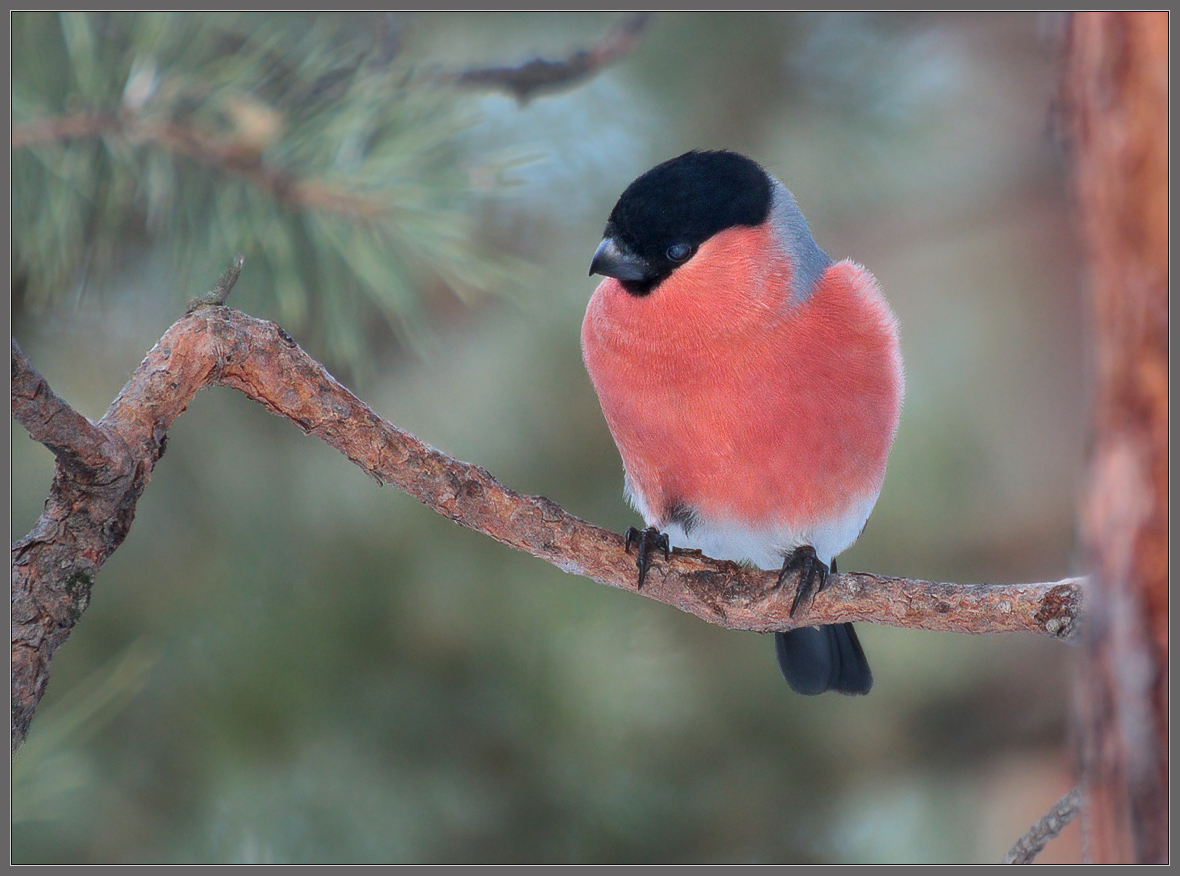 "Зимний фрукт" соснового бора
