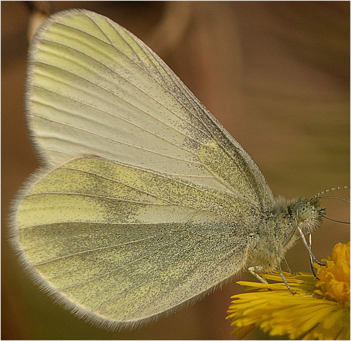 Весны золотые одежды.