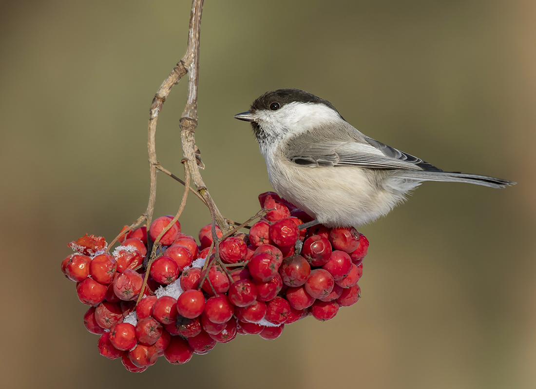 Рябиновый перекус