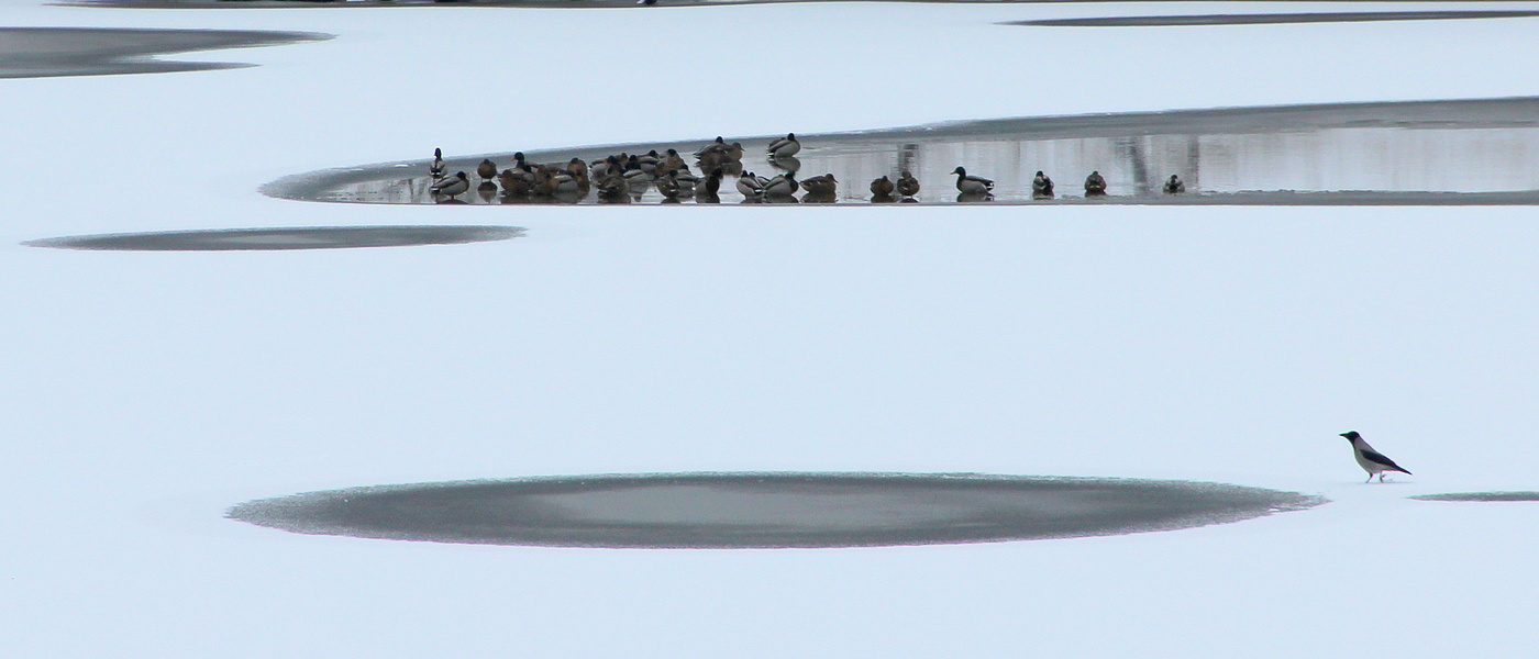 Утиные истории