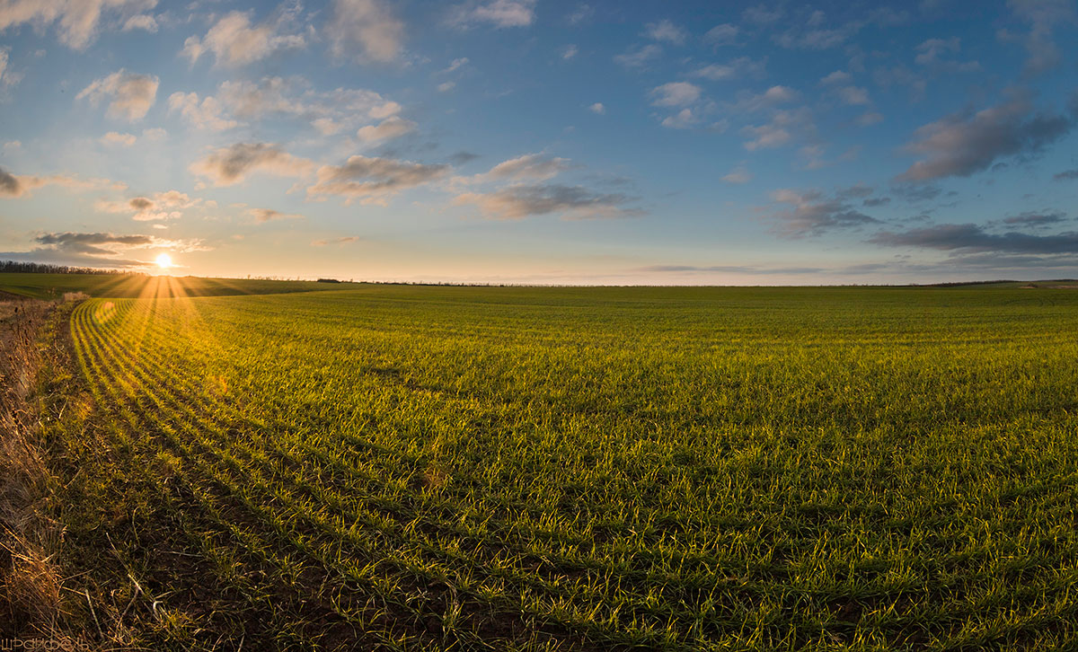 Зеленка-озимка