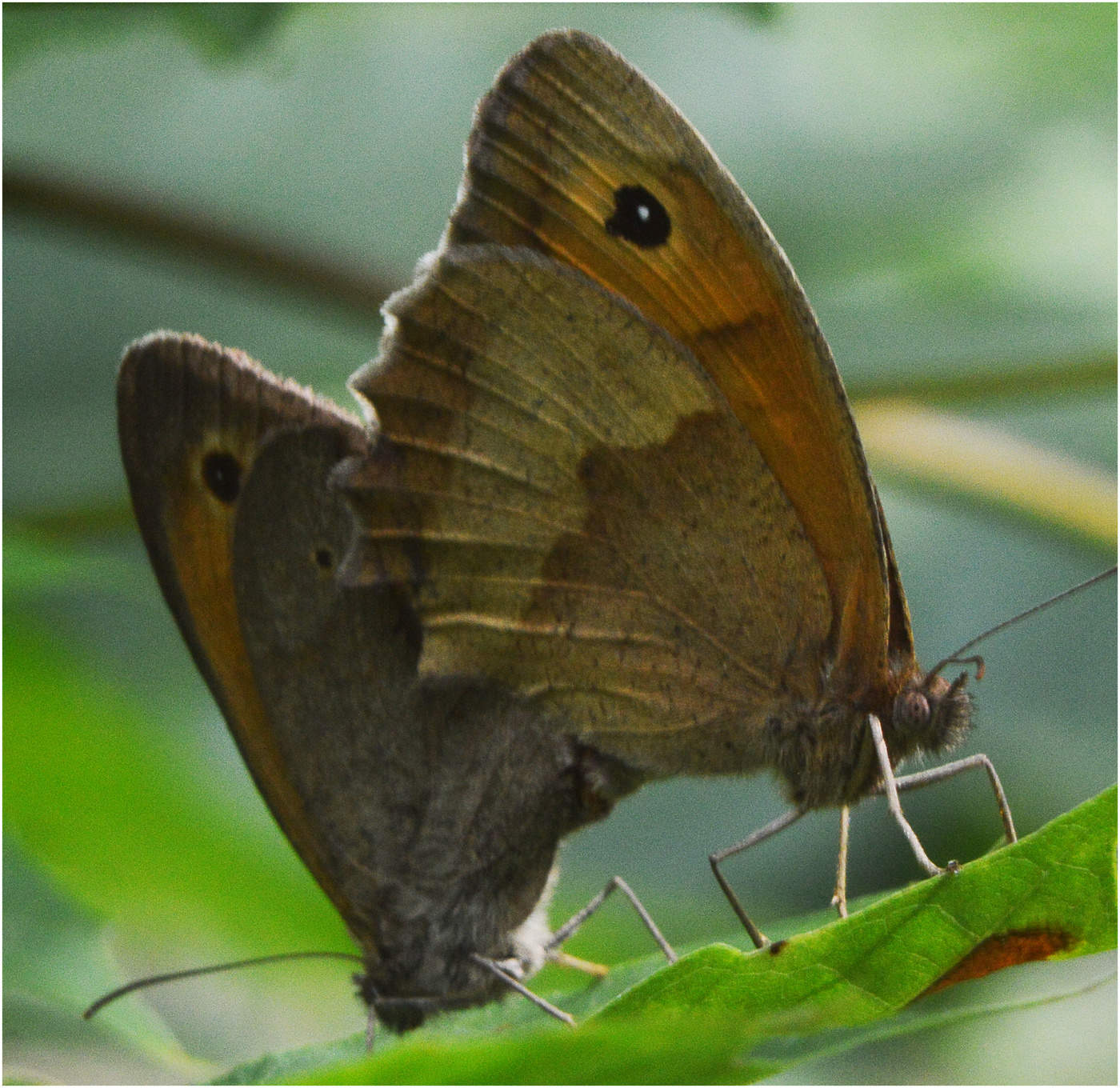 Полдень. Воловье око.