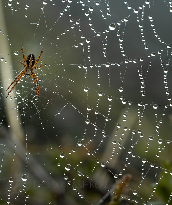 Утреннее ожерелье паутины