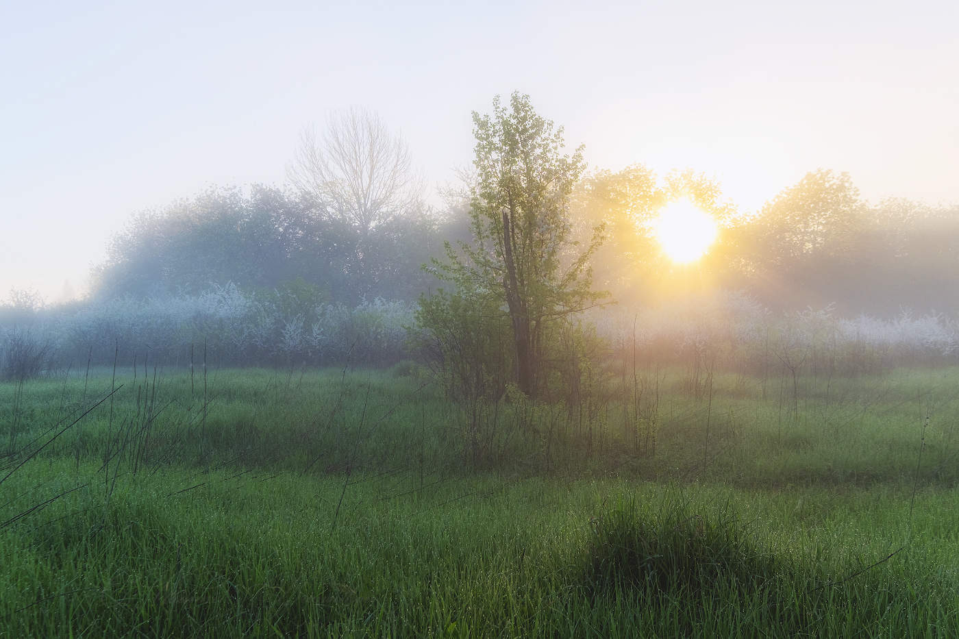 Солнечный привет мая