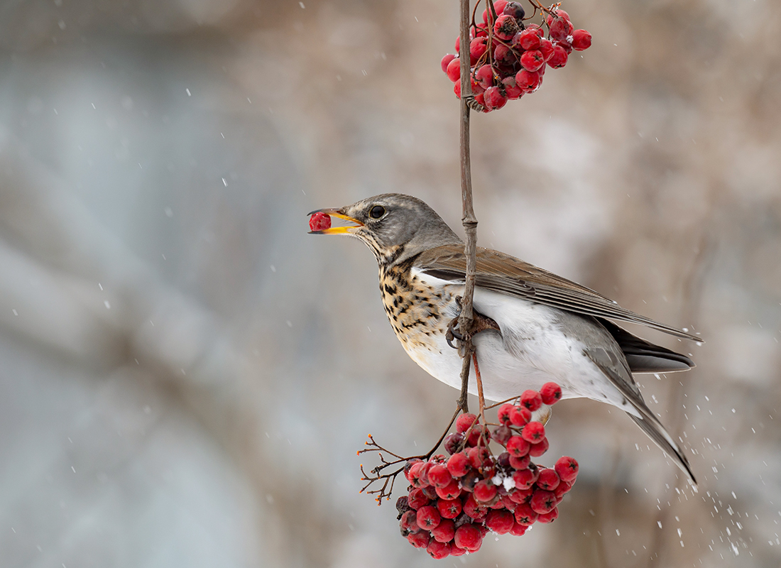 Рябиновый перекус 2