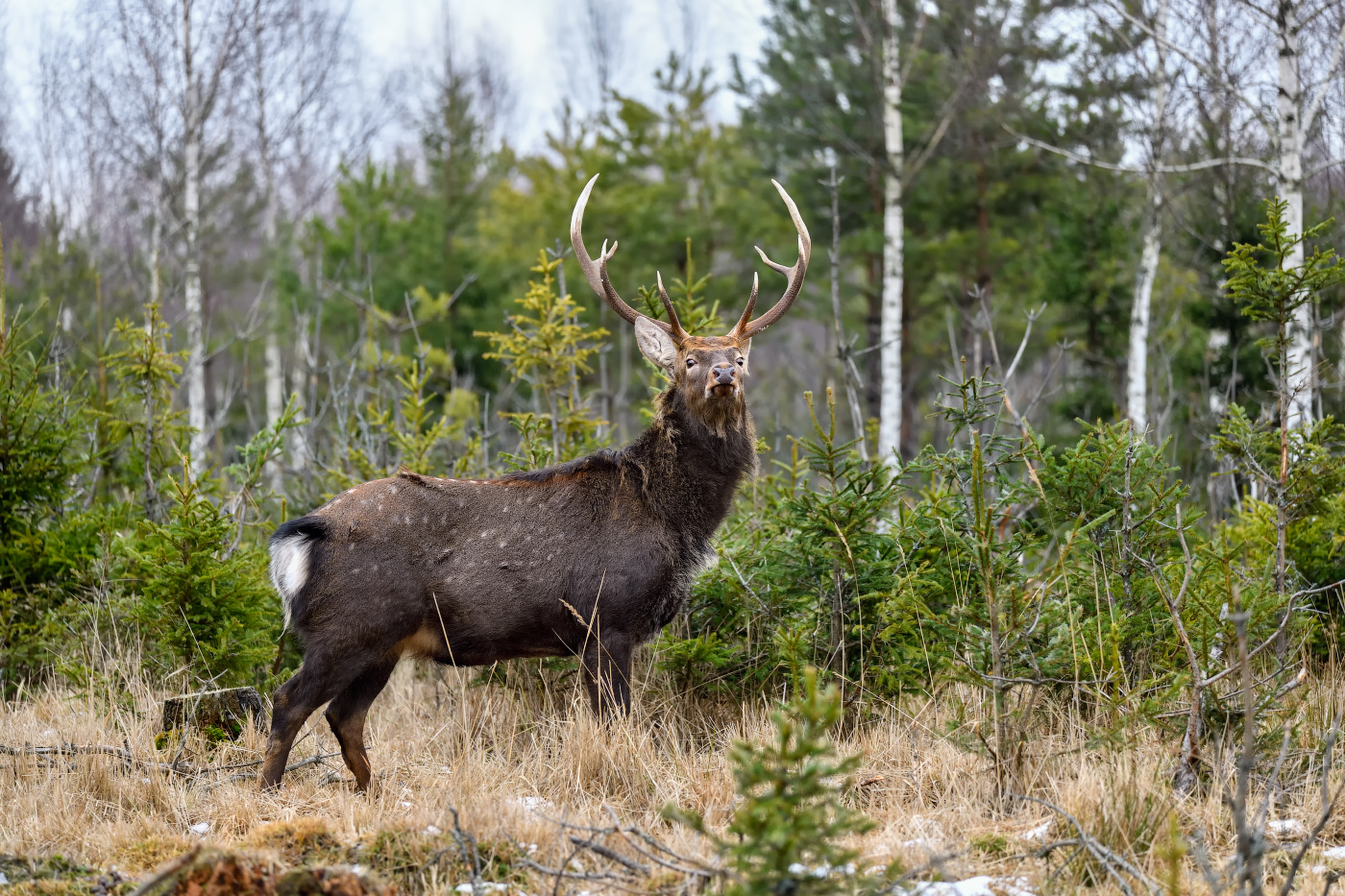 я здесь главный!
