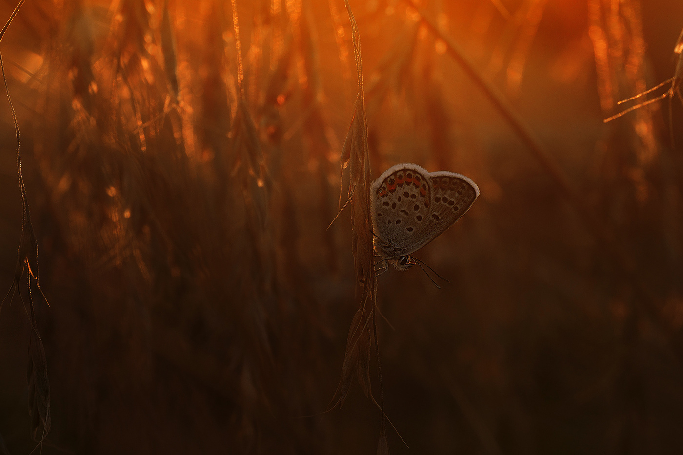 Голубянка в закатном солнышке