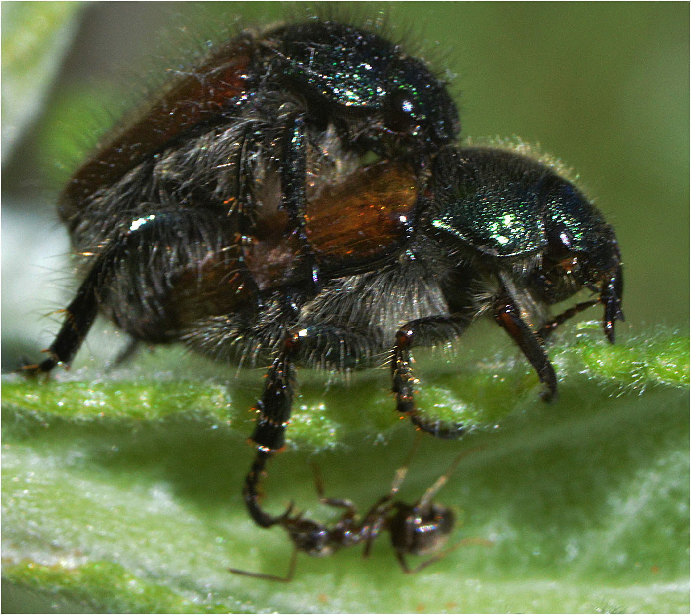 Увидеть и умереть.