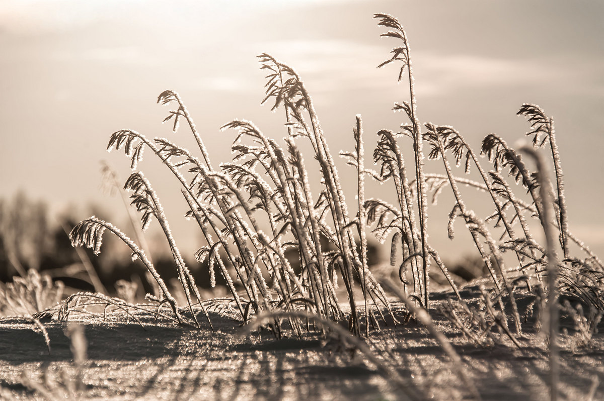 Зимняя травка...