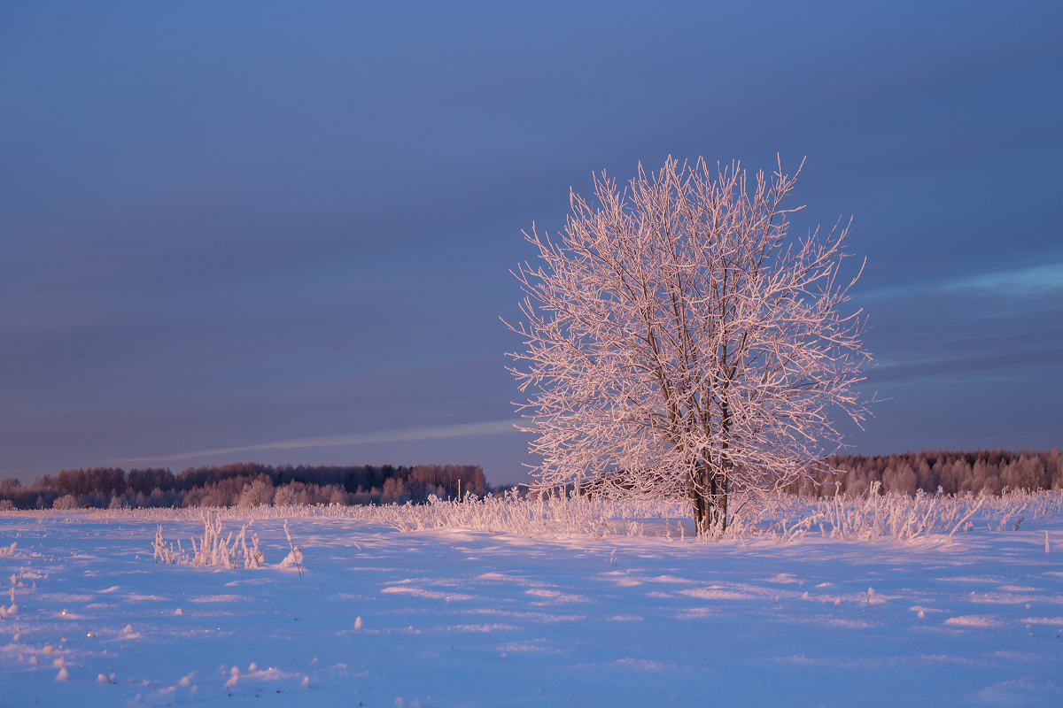 Купаясь в розовых лучах
