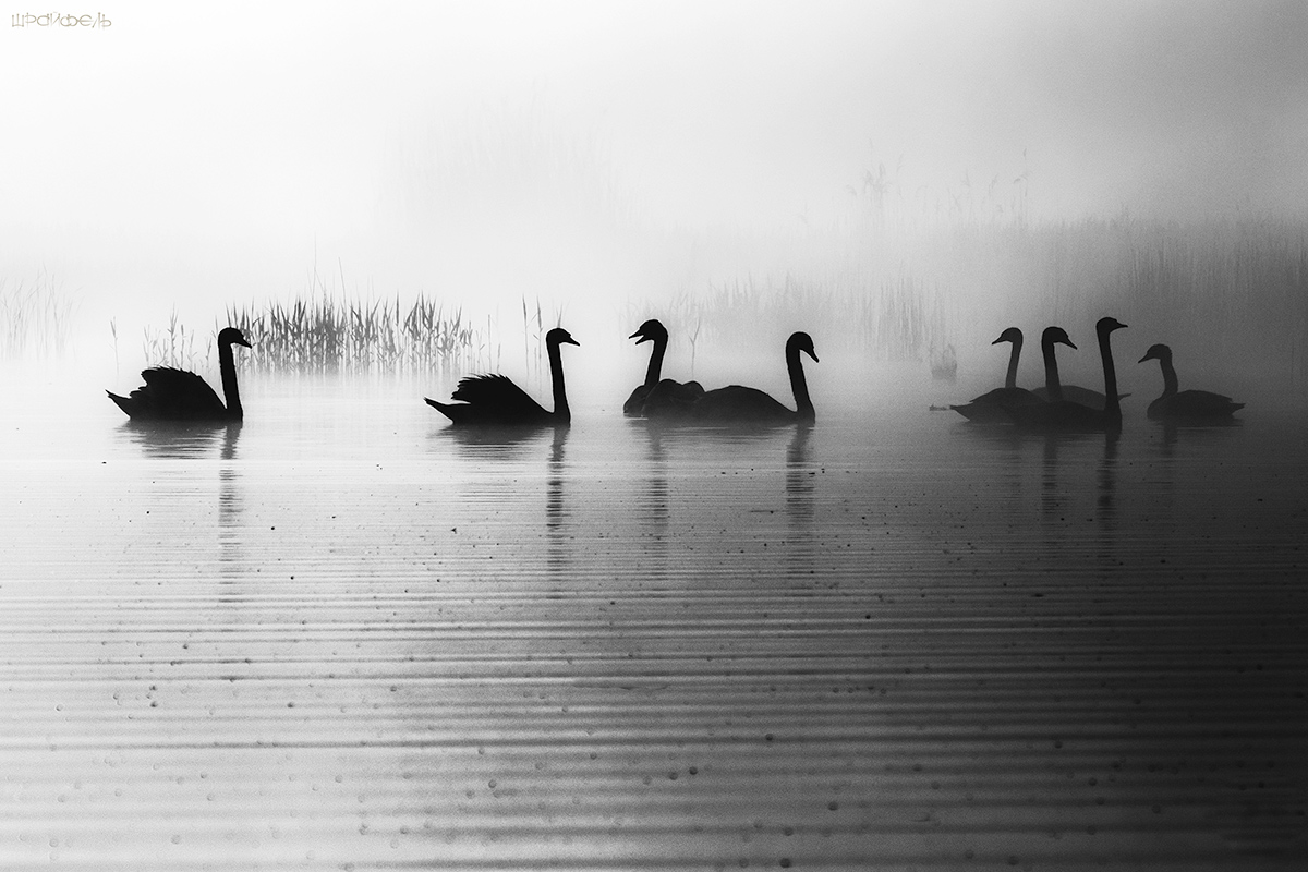 То ли лебеди, а то ли виденье...