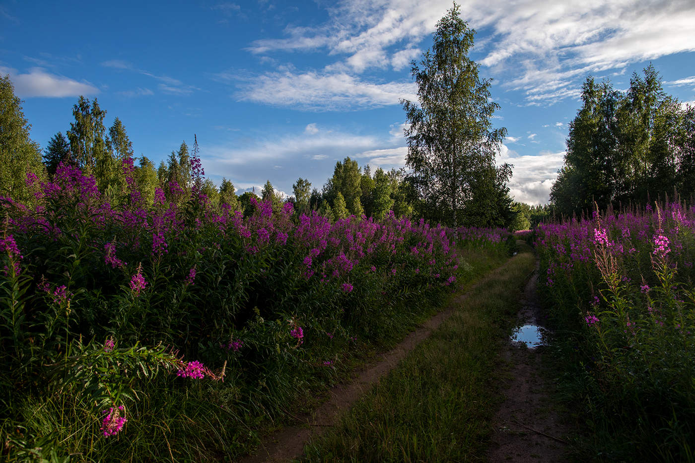 По дорожке прямо в лето