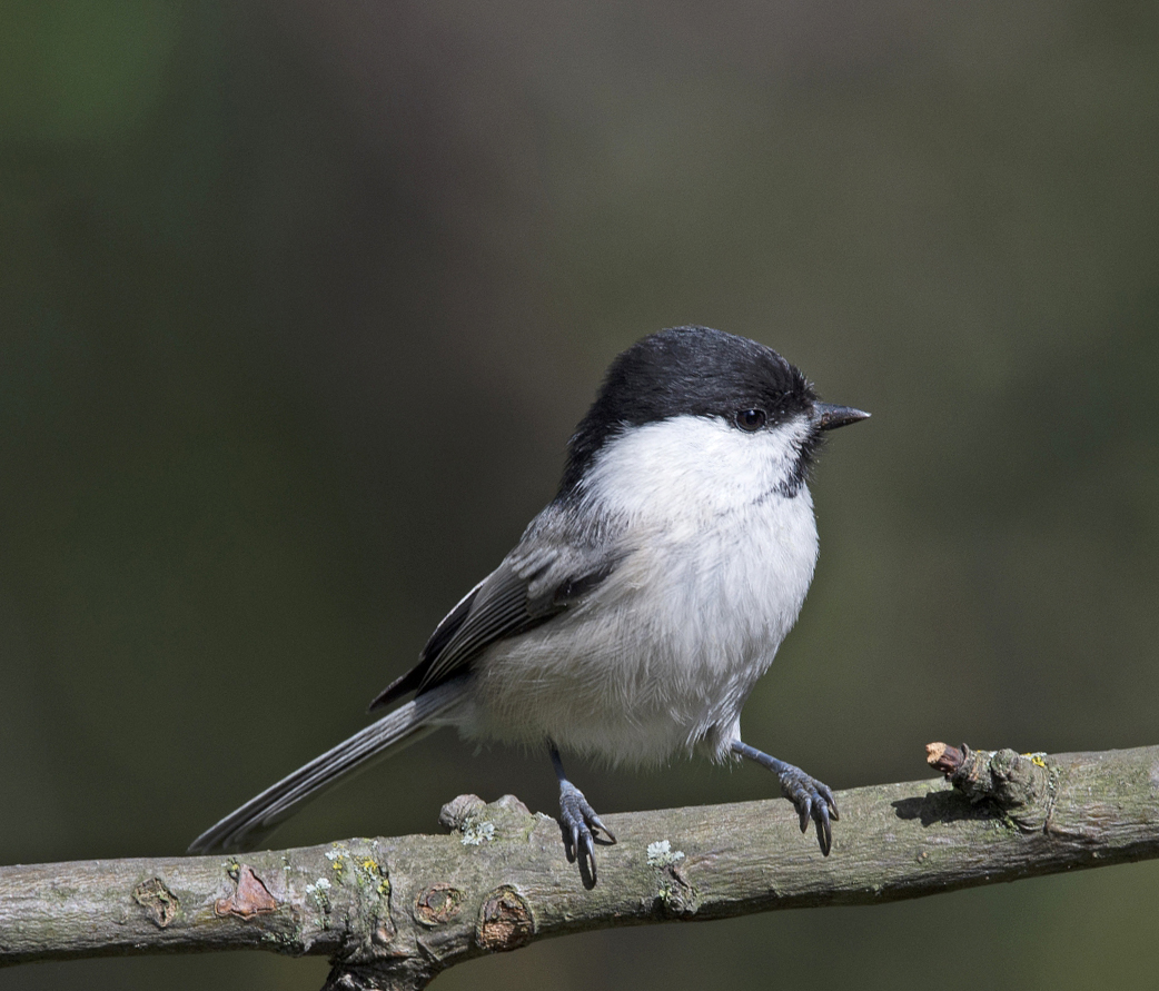 Черноголовая гаичка