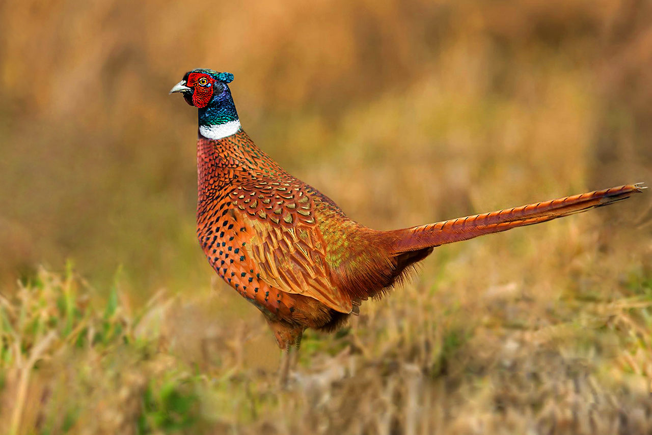 В осеннем наряде..