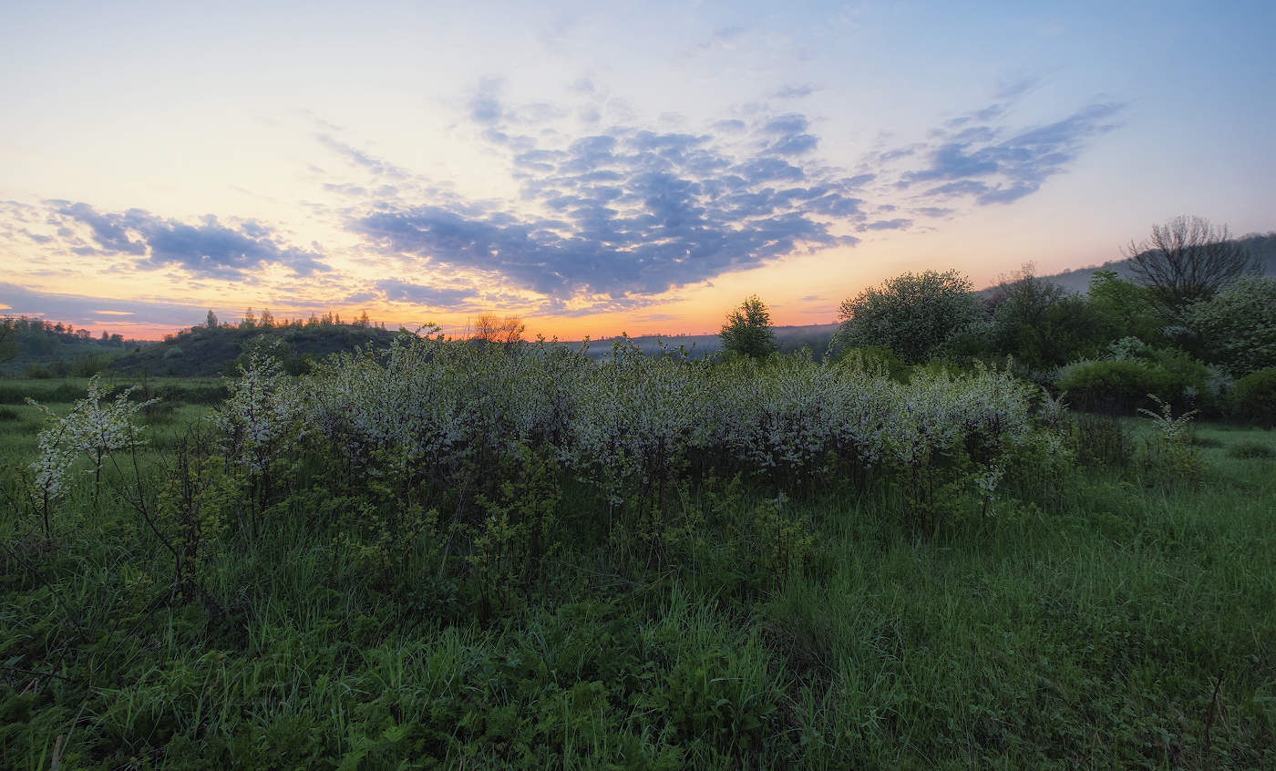Рассвет в терновнике