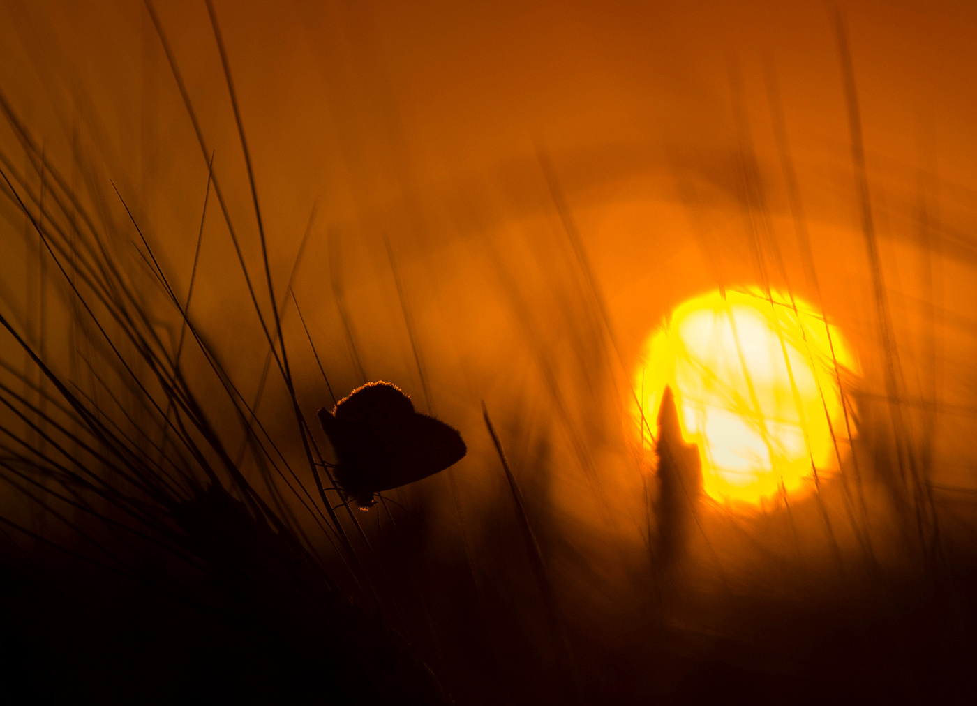 Закат с голубянкой