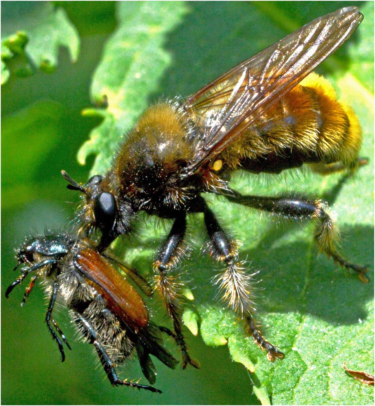 Удачная охота.