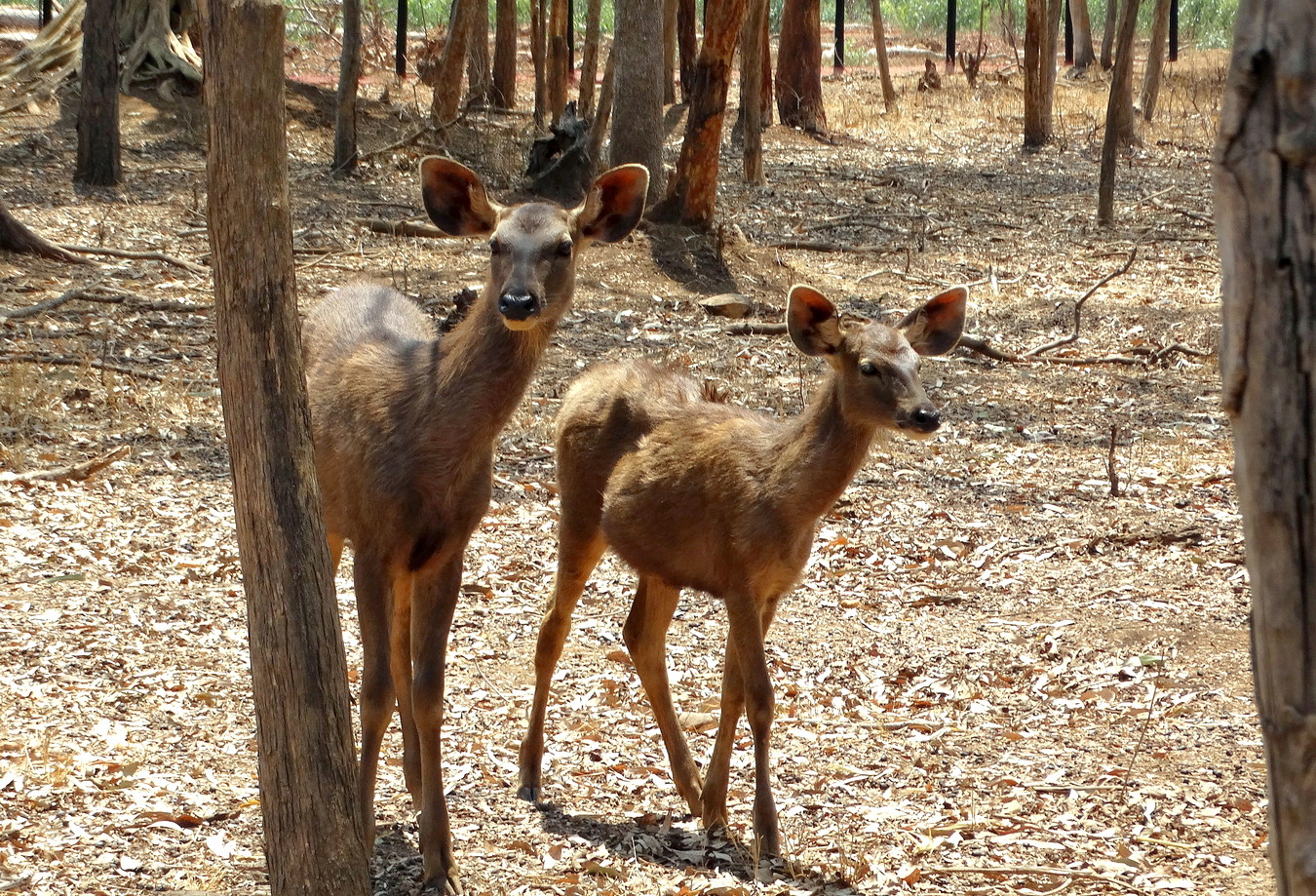 Мамаша с оленёнком