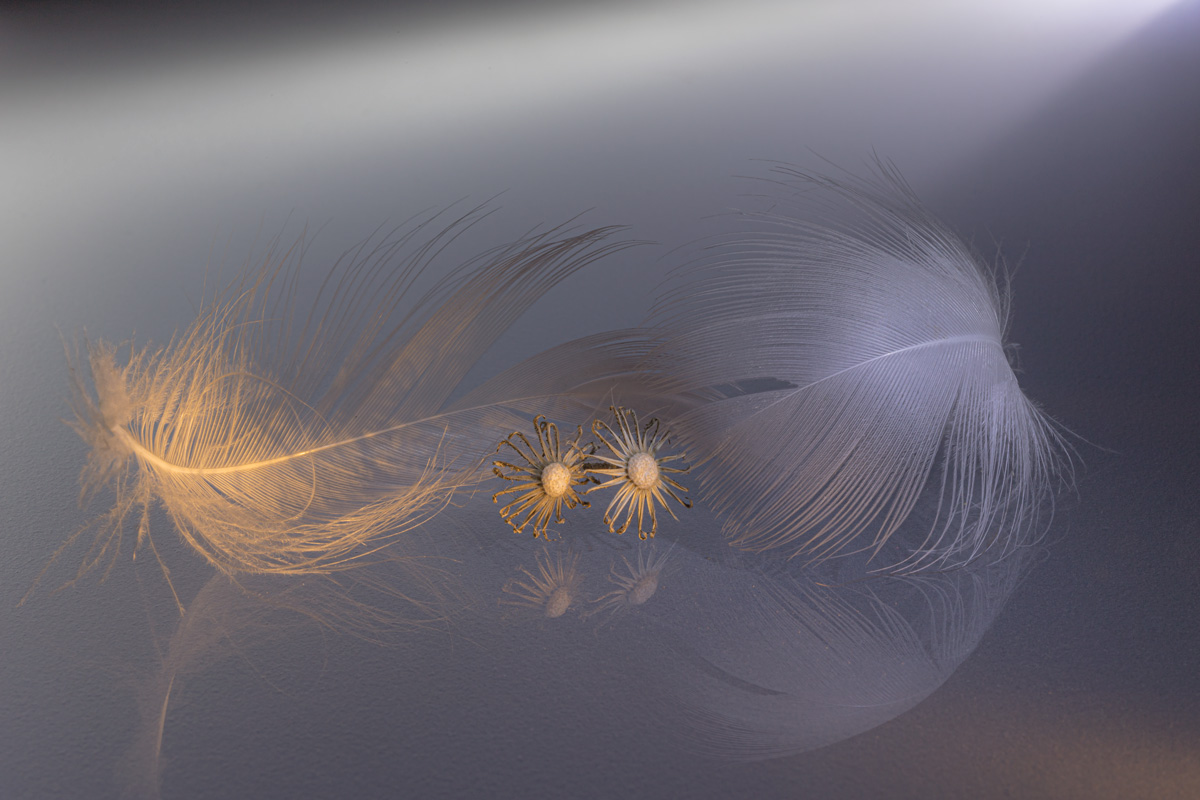 О перьях из ниоткуда....