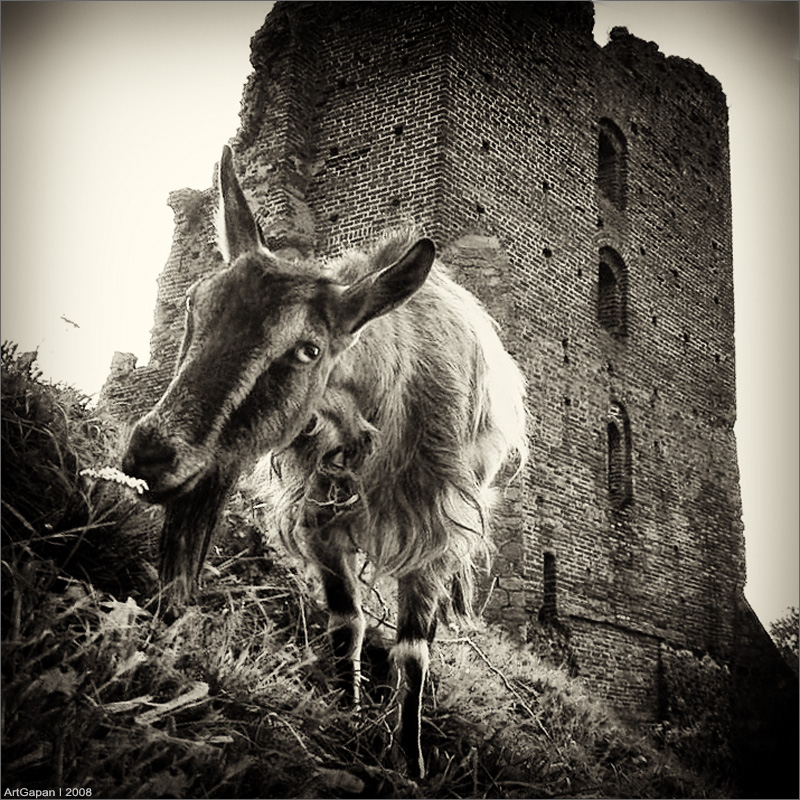 Аборигены Новогрудского замка...