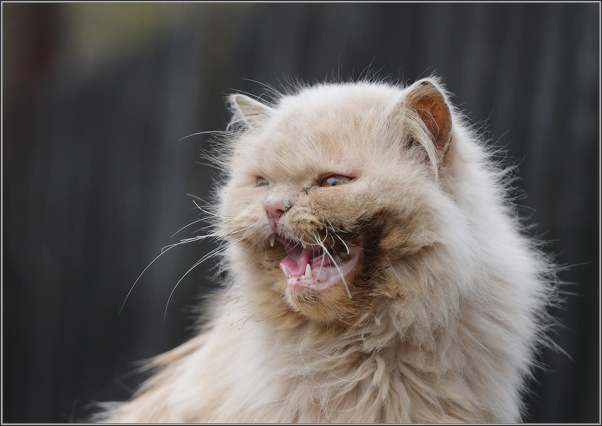 деревенский разбойник