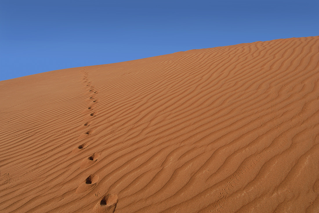 Цвет и линия III - Следы в пустыне